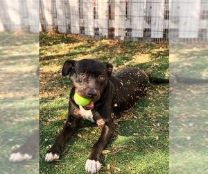 Mutt Dogs for adoption in Fremont, CA, USA