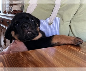 Rottweiler Litter for sale in LOCKPORT, NY, USA