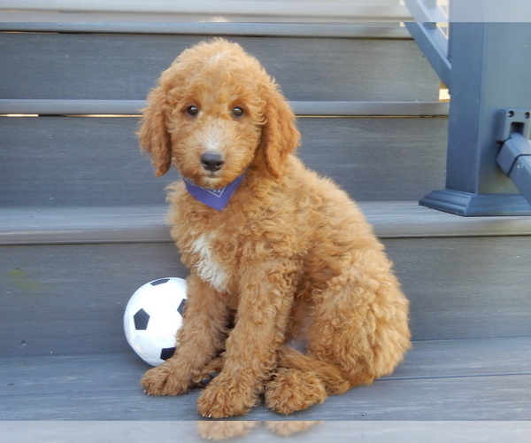 Medium Photo #1 Goldendoodle Puppy For Sale in WOOSTER, OH, USA