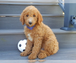 Goldendoodle Puppy for sale in WOOSTER, OH, USA