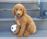 Image preview for Ad Listing. Nickname: Jake