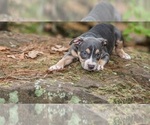 Small Photo #11 American Bully Puppy For Sale in LONGVIEW, TX, USA