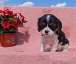 Small Photo #3 Cavalier King Charles Spaniel Puppy For Sale in GOSHEN, IN, USA