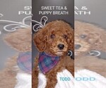 Small Photo #2 Cavapoo Puppy For Sale in BEAUFORT, SC, USA