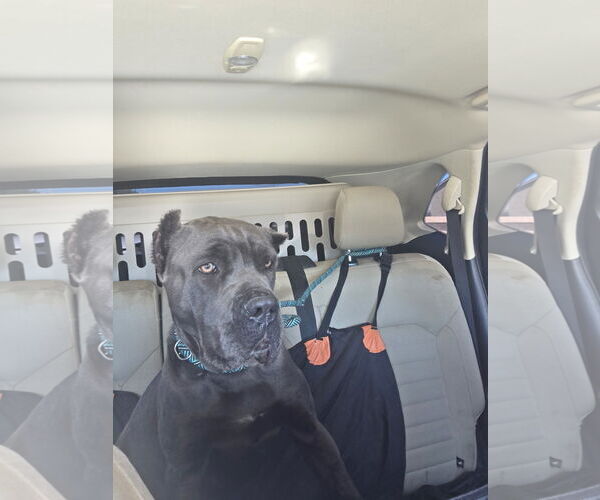 Medium Photo #6 Mutt Puppy For Sale in Goodyear, AZ, USA