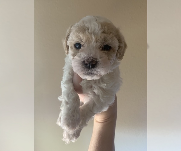 Medium Photo #1 Maltipoo Puppy For Sale in ALBUQUERQUE, NM, USA
