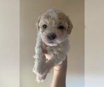 Small Photo #1 Maltipoo Puppy For Sale in ALBUQUERQUE, NM, USA