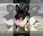 Small Photo #1 French Bulldog Puppy For Sale in HOPKINSVILLE, KY, USA