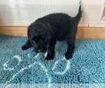 Small Photo #3 Portuguese Water Dog Puppy For Sale in LAKEVIEW, MI, USA