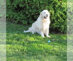 Small Photo #33 English Cream Golden Retriever Puppy For Sale in NORTHWOOD, OH, USA