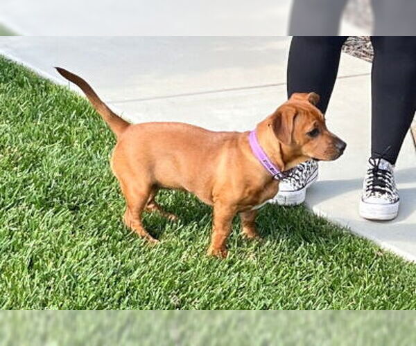 Medium Photo #2 Doxle Puppy For Sale in Ventura, CA, USA