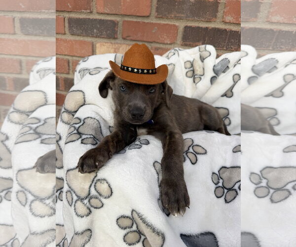 Medium Photo #1 Mutt Puppy For Sale in Goodyear, AZ, USA