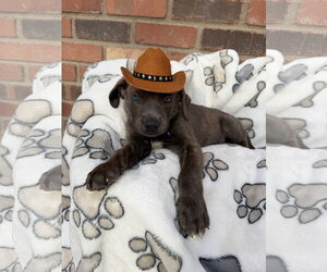 Mutt Dogs for adoption in Goodyear, AZ, USA