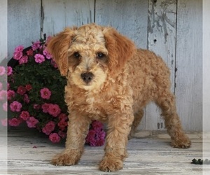 Poodle (Miniature) Puppy for sale in FREDERICKSBURG, OH, USA