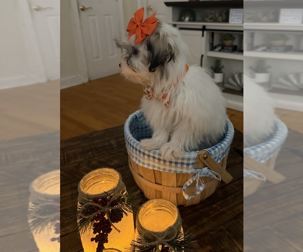 Medium Photo #25 Shih-Poo Puppy For Sale in DINWIDDIE, VA, USA