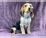 Small #8 Beagle
