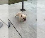 Small #4 French Bulldog