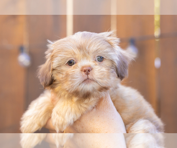 Medium Photo #5 Shih Tzu Puppy For Sale in OAKLEY, CA, USA