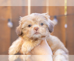 Small Photo #13 Shih Tzu Puppy For Sale in OAKLEY, CA, USA