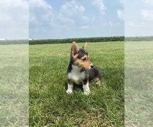 Pembroke Welsh Corgi Puppy for sale in ARTHUR, IL, USA