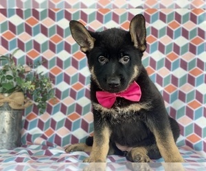 German Shepherd Dog Puppy for sale in LANCASTER, PA, USA