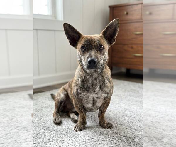 Medium Photo #1 Chiweenie Puppy For Sale in Eastman, GA, USA