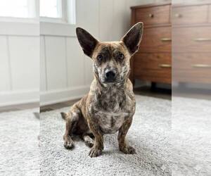 Chiweenie Dogs for adoption in Eastman, GA, USA