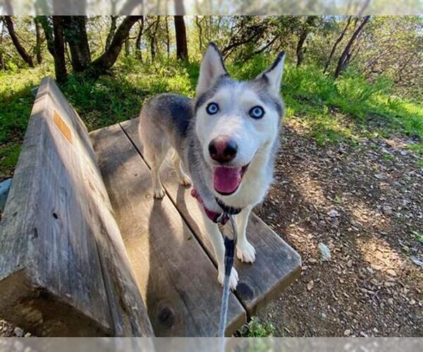 Medium Photo #1 Siberian Husky Puppy For Sale in Santa Rosa, CA, USA