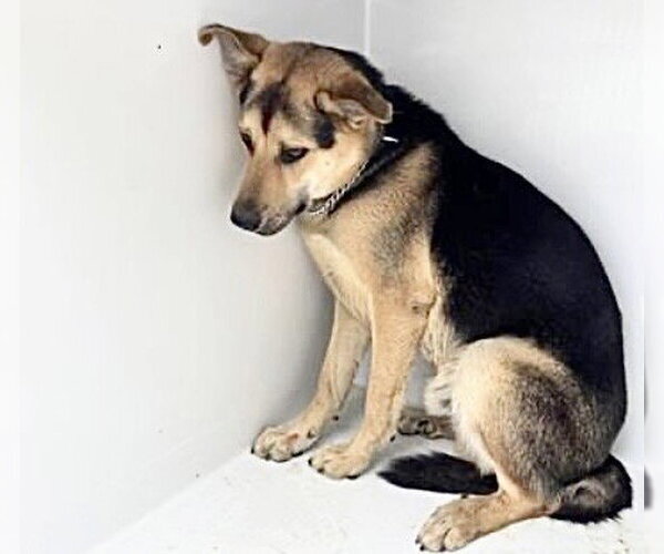 Medium Photo #1 German Shepherd Dog Puppy For Sale in Houston, TX, USA