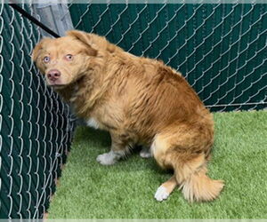 Australian Shepherd Dogs for adoption in Downey, CA, USA