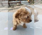 Small Photo #10 Maltipoo Puppy For Sale in APPLE VALLEY, CA, USA