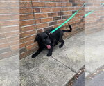 Small #1 Mutt