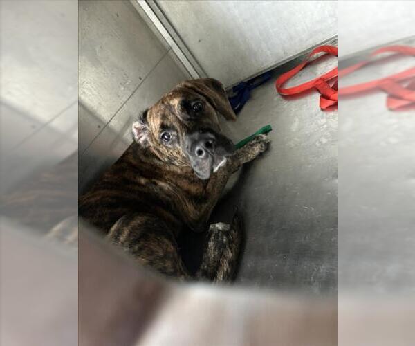 Medium Photo #1 Mutt Puppy For Sale in Texas City, TX, USA