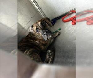 Mutt Dogs for adoption in Texas City, TX, USA