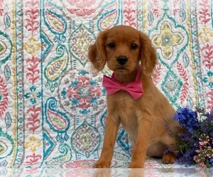 Golden Retriever Puppy for sale in LANCASTER, PA, USA