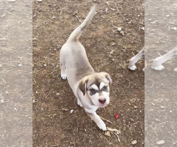 Medium Photo #2 Labsky Puppy For Sale in Topeka, KS, USA