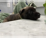 Small Photo #3 Belgian Malinois Puppy For Sale in DALLAS, TX, USA