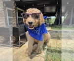 Small #2 Goldendoodle