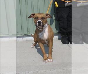 Black Mouth Cur-Boxer Mix Dogs for adoption in Louisville, KY, USA