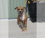 Small Black Mouth Cur-Boxer Mix