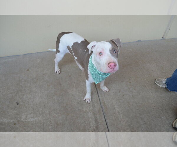 Medium Photo #3 American Pit Bull Terrier-Unknown Mix Puppy For Sale in McKinney, TX, USA