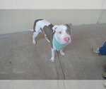Small #2 American Pit Bull Terrier Mix