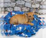 Small #2 Jack Russell Terrier Mix