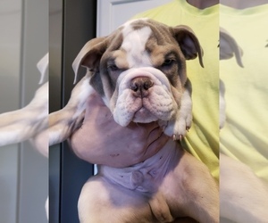 English Bulldog Puppy for sale in CLINTON TOWNSHIP, MI, USA