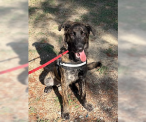 Mutt Dogs for adoption in Rowlett, TX, USA