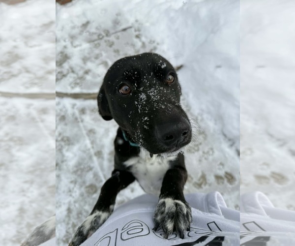 Medium Photo #6 Catahoula Leopard Dog-Labrador Retriever Mix Puppy For Sale in Strongsville, OH, USA