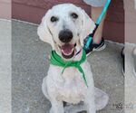 Small #2 Poodle (Standard) Mix