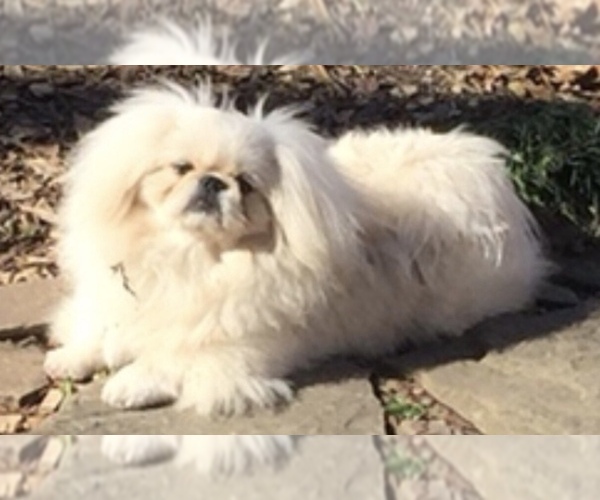 Medium Photo #1 Pekingese Puppy For Sale in MESQUITE, TX, USA