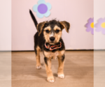 Small #1 Mutt