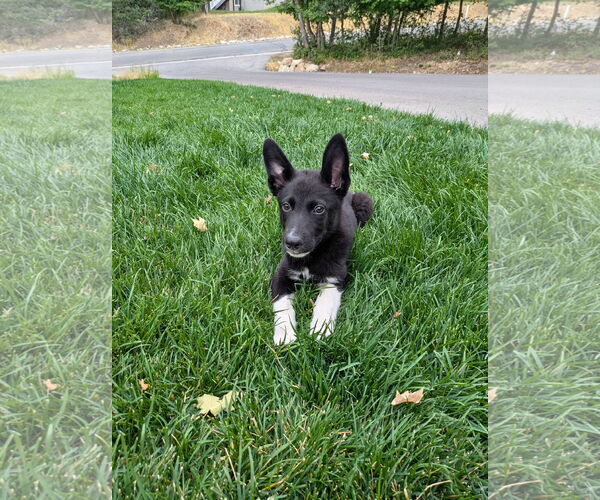 Medium Photo #15 Mutt Puppy For Sale in Sandy, UT, USA